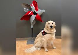 We have reviews of the best places to see in lima. Buckeye Paws Dog Therapy Ohio State Medical Center