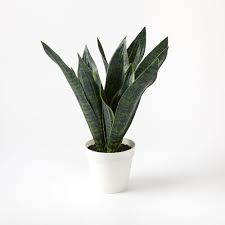 Sansevierias are some of the toughest plants you can find. Buy Online Faux Potted Snake Plant Now West Elm Uae