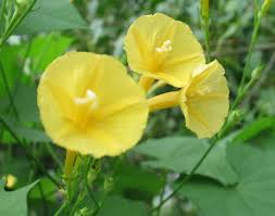 Image result for Ipomoea hederifolia