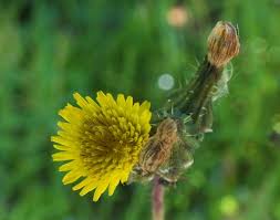 Blue flower only spawns during night. Sonchus Asper Prickly Sow Thistle Identification Distribution Habitat