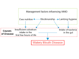 Image result for hoof disease chart for cow
