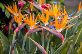 Image result for Strelitzia