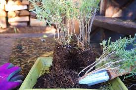 Everyday low prices on an amazing selection. How To Grow Lavender From Cuttings Gardener S Path