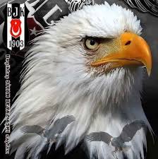 Kartal, siyahın gücü, futbol hakkında daha fazla fikir görün. Kartal Bjk Halilaydg66 Twitter