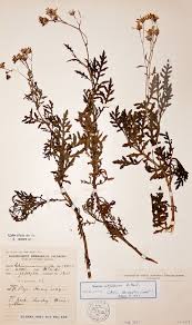 Image result for Senecio aetfatensis