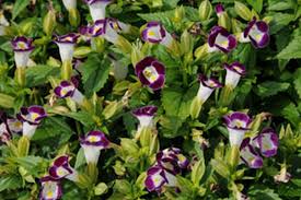 There is a reason we see these plant picks being used throughout the horticultural world from magazines to. Annuals For Part To Full Shade Beyond Impatiens And Petunias U Of I Extension