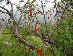 Image result for Halleria elliptica