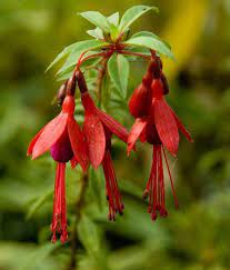 Fuchsia Magellanica David Sold Out Fuchsia Flowers Fuchsia Flower Fuchsia Garden