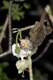 Image result for Cyphia lasiandra