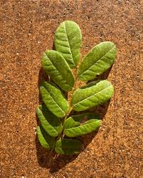 Image result for Ochna gambleoides