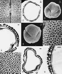 Image result for Cephalocroton mollis
