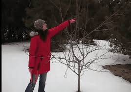 Proper pruning is an important step in ensuring healthy, strong fruit trees. When To Prune Fruit Trees Orchard People Fruit Tree Care