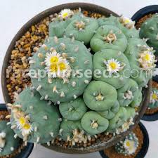This is because when the country peyote cactus is legal to grow, own, and consume everywhere in canada. Lophophora Diffusa False Peyote Buy Seeds At Rarepalmseeds Com