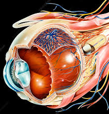 Image result for Retinal Anatomy
