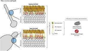 Maybe you would like to learn more about one of these? Frontiers The Fungal Cell Wall Candida Cryptococcus And Aspergillus Species Microbiology