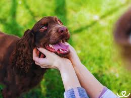 Image result for německý křepelák postava