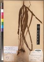 Image result for Vittaria guineensis