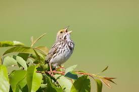 3 Billion Birds More Than A Quarter Of All Birds Have