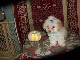 These maltese puppies are a toy dog breed known for their silky white coat & loving, affectionate demeanor. Toy Poodle Puppy Up For Adoption In Watertown Ny Http Watertown Craigslist Org Pet 4707899198 Html Poodle Puppy Toy Poodle Puppy Puppies