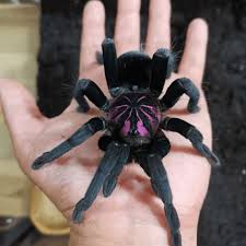 Most expensive tarantula in the hobby right now. Typhochlaena Seladonia Brazilian Jewel Tarantula Happyforest