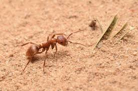 Today, dijon is again the capital of burgundy, a much bigger city, and an important site of industry as well as culture. Polyergus Rufescens Antwiki