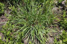 Image result for Kampochloa