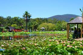 Jun 02, 2021 · look out for seasonal items too: Blue Lotus Water Garden Go Beyond Melbourne