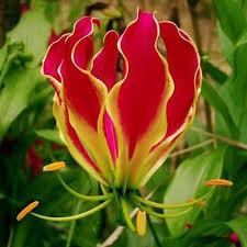 Portrait photo of a young african american young mother lovingly and carefully holding and kissing an african american Gloriosa South African Flowers African Plants African Flowers