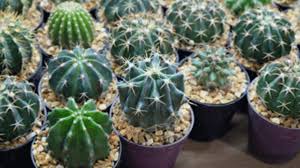 Transplanting is an important part of plant care. Repot Cactus Plants Without Getting Pricked Horticulture
