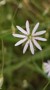 Image result for Stellaria sennii