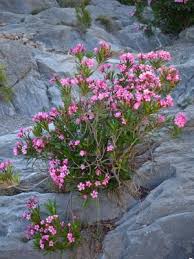 Image result for Nerium oleander