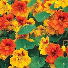 Nasturtium Seeds Tom Thumb Mix Flower Seeds In Packets Bulk Eden Brothers Nasturtium Nasturtium Flower Nasturtium Seeds