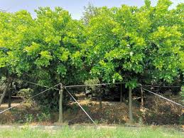 Image result for Millettia pinnata