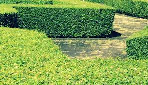 Tapi apa saja ya jenis tanaman rambat yang cocok menjadi tanaman penghias pagar rumah? 15 Jenis Tanaman Pagar Di Rumah Yang Indah Dan Sehat Dosenpertanian Com