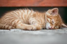Maybe you would like to learn more about one of these? Kucing Bisa Demam Ini Tanda Tanda Dan Penyebabnya Halaman All Kompas Com