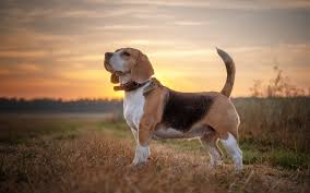 Her name is a pun on beagle, a dog breed, and her japanese name is literally beagle transliterated. Top Wallpaper Beagle Free Download Wallpapers Book Your 1 Source For Free Download Hd 4k High Quality Wallpapers