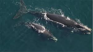 30 Minute Fraser Island Wildlife Spotting Scenic Flight Ex Hervey Bay Amazing Experience
