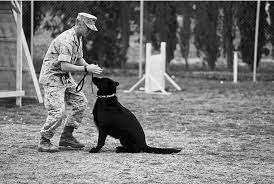 Pin On Animals And Pets