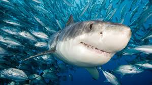 Posts containing simple math will be removed, as well as requests whose answers are easily some sharks can swim faster than others, just like some humans can run be faster than others. Sharks Dig Jazz Not So Fast Howstuffworks