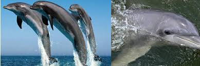 Welcome To Tybee Dolphin Adventure On Tybee Island Ga Tybee Island Adventure Beach Vacation