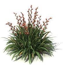 New Zealand Flax 2d Tree Plan Png Plants Palm Trees Painting