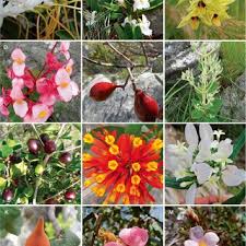 Image result for Scleria bambariensis