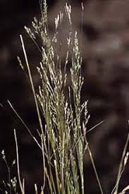 Image result for Agrostis products