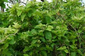 Image result for Premna senensis