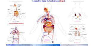 Resultado de imagen para cuerpo humano