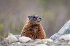 Yellow-bellied Marmot | Will Burrard-Lucas