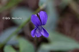 Image result for Volusia amboinensis