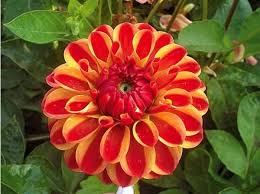 3 Dahlias Pompon Jescot Lingold Belles Fleurs Tout Pour Le Jardin Jardinerie