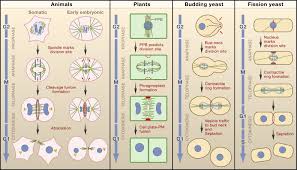 A tiny building block that contains all the information necessary for the survival of any plant or animal. Cytokinesis Placing And Making The Final Cut Cell