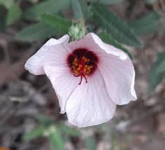 Image result for Pavonia